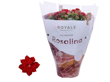 Kal Rosalina Royale Justino Red