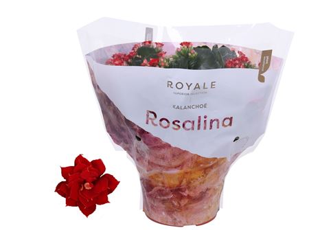 Kal Ros Royale Red