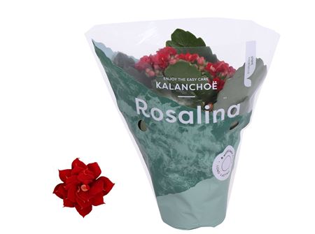 Kal Ros Don Justino Red