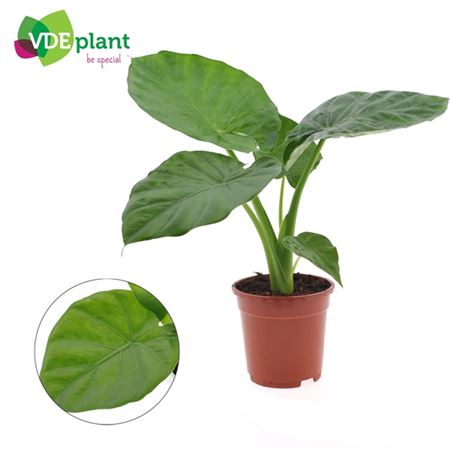 Alocasia Macrorrhiza