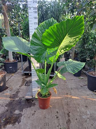 Alocasia Macrorrhiza