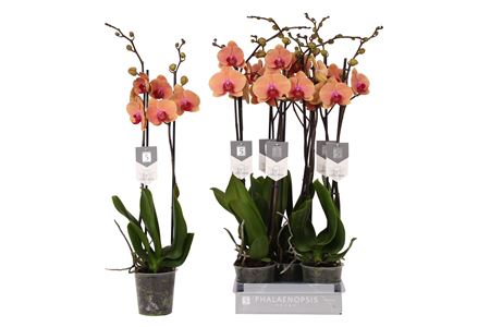 Phal 2st Caribbean Dream 18+ (by-5)