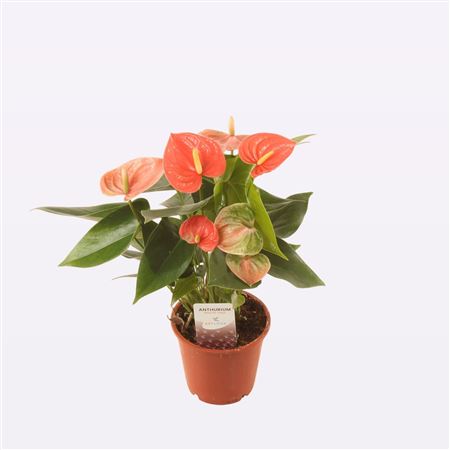 Anth An Salmon Love 4+