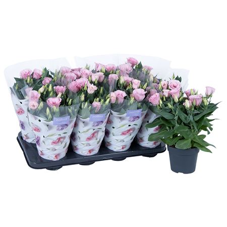 Lisianthus Julietta Pink