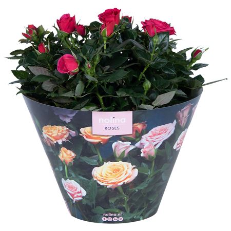 Rosa Deep Pink Отличная миска