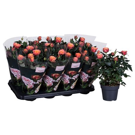 Rosa Nolina Orange