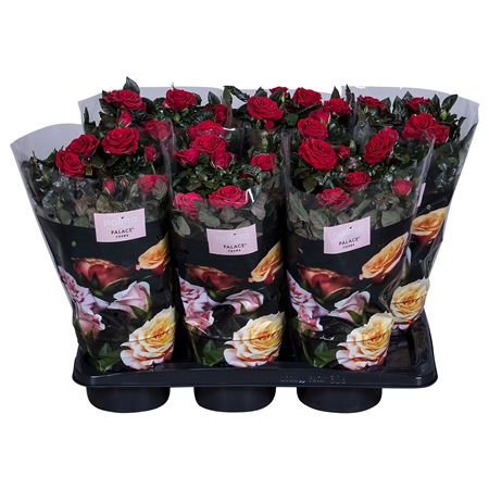Rosa Palace Red