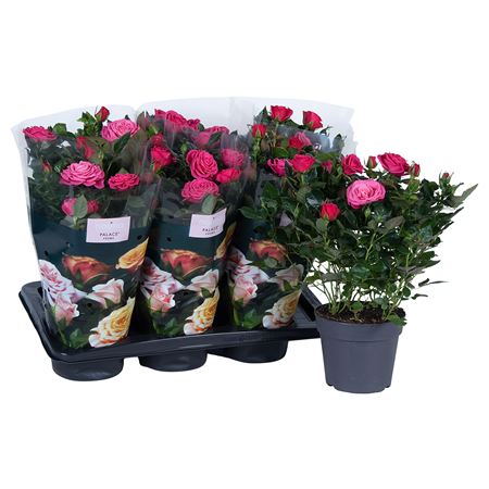 Rosa Palace Deep Pink