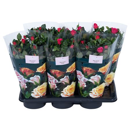 Rosa Nolina Deep Pink