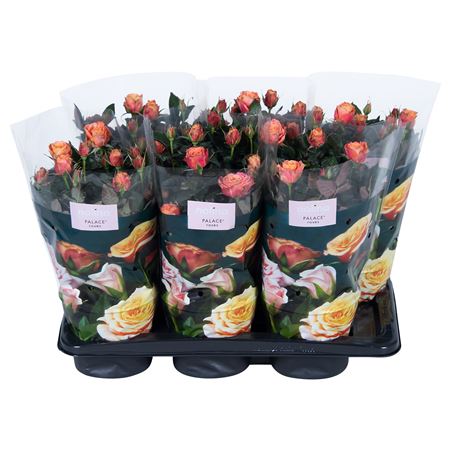 Rosa Orange