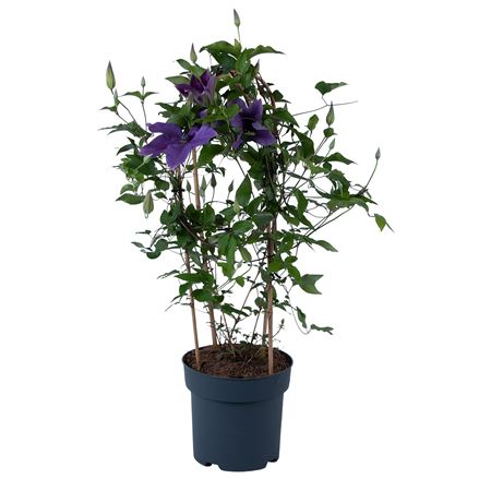 Clematis Garland Bleu