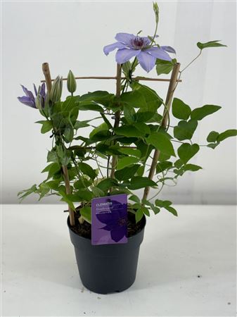 Clematis Boulevard Blue On Reck
