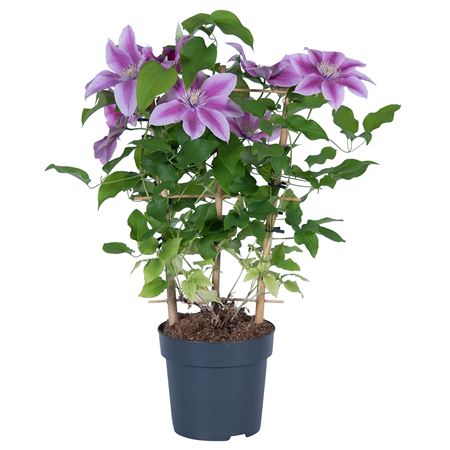 Clematis Boulevard Pink