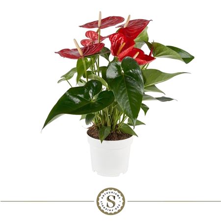 Anth An Minnesota 6+ (stolk)