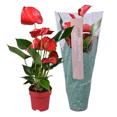 Ант Миннесота Just Perfection Xl Flowers