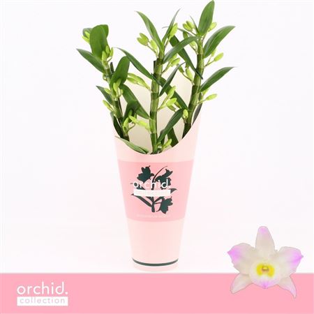 Dendr Nob 3st Kumiko Compact Orchid