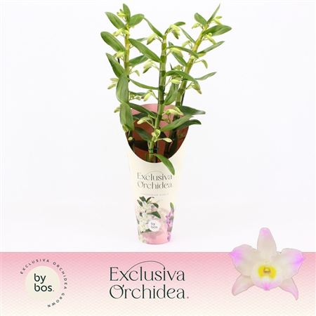 Dendr Nob 3st Kumiko Exclusiva Орхидея