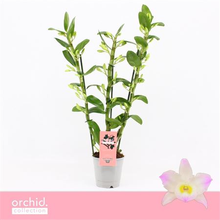 Dendr Nob 3st Kumiko Orchid Collection
