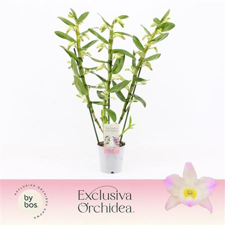 Dendr Nob 3st Kumiko Exclusiva Orchidea