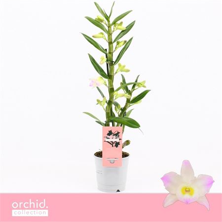 Dendr Nob 1st Kumiko Orchid Collection
