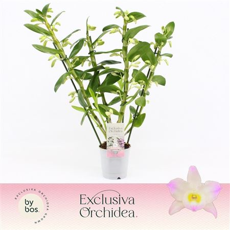 Dendr Nob 4st Kumiko Exclusiva Orchidea