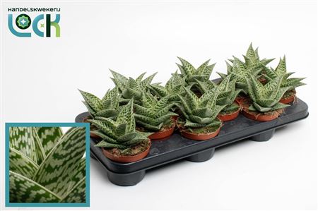 Aloe Variegata Tribal