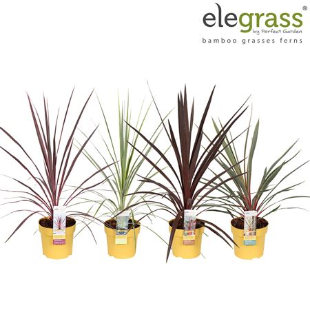 Cordyline Mix