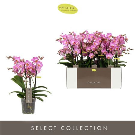 Phal 4st Optimost Honeybee 40+ (opti)