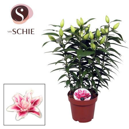 Lilium Or Roselily Nowa 5pp