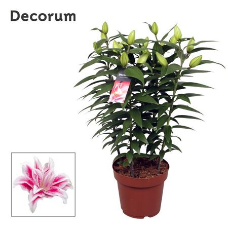 Lilium Or Roselily Nowa 5pp (decorum)