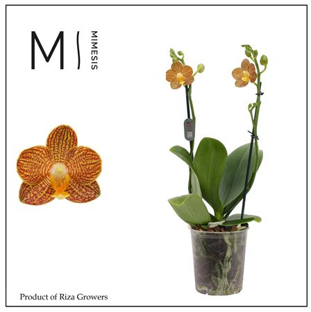 Phal 2st Indian Summer 18+ Mimesis (orchid Growers
