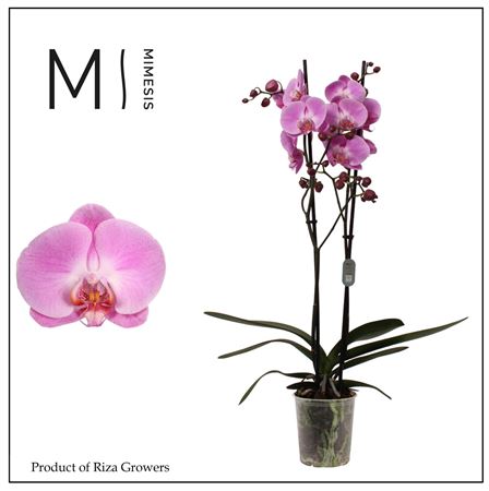 Phal 2st Infinite Dreams 16+ Mimesis (orchid Growe