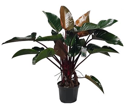 Philodendron Red Beauty + Watermeter
