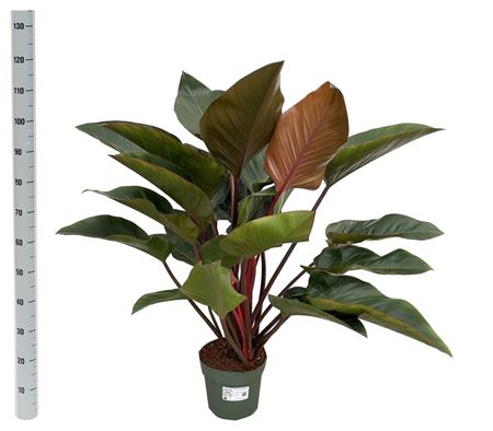 Philodendron Red Beauty + Watermeter