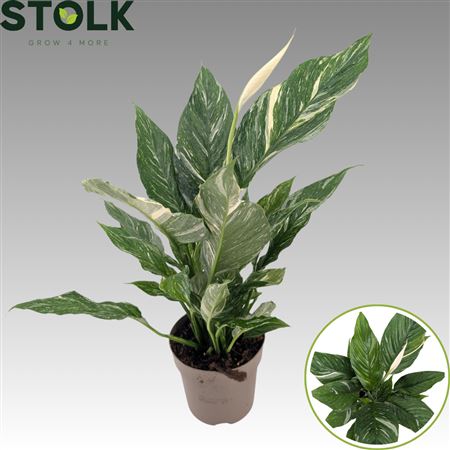 Spathiphyllum Diamond 14cm 'variegata' Bloeiend