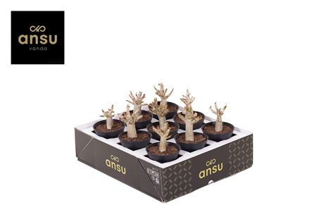 Адениум Ансу Баобаб Ин Сьерпот