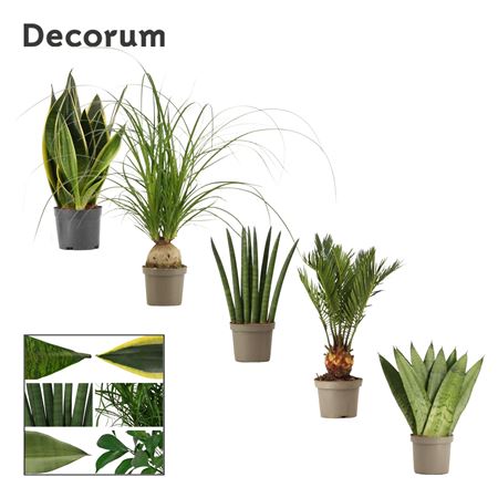 Greenmix (decorum)
