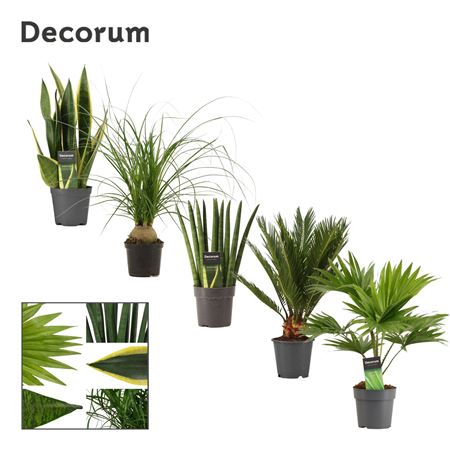 Greenmix (decorum)