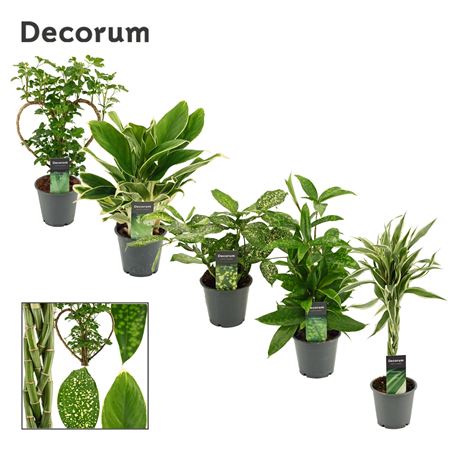 Plant Mix Extreme (decorum)