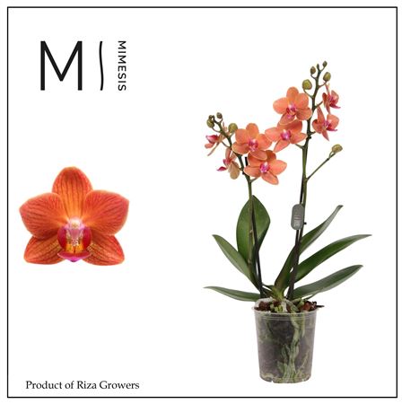 Phal 2st Bolzano