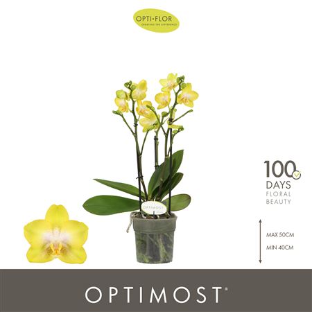 Phal 3st Optimost Arezzo 35+