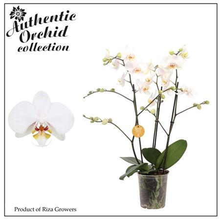 Phal 3st Marvellous White 40+ Authentic (orchid Gr