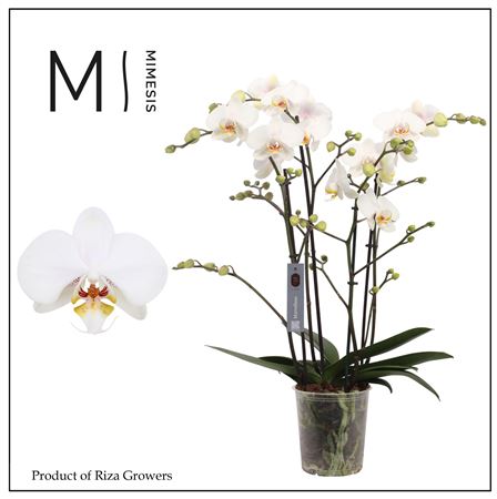 Phal Marvellous White 50+ (orchid Growers)