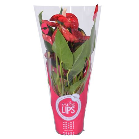 Anth An Everio 3+ (morelips) Showbox