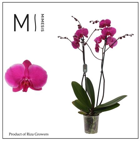 Phal 2st Johannesburg 16+