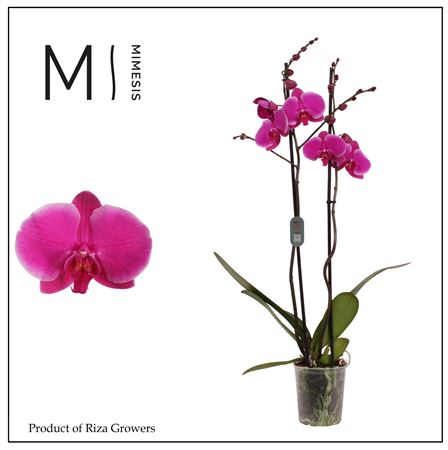 Phal 2st Johannesburg 16+