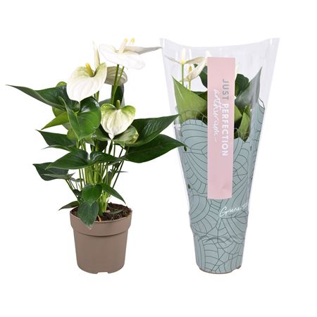 Anth An Cocos Just Perfection (xl-flowers)