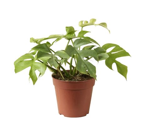 Rhaphidophora Tetrasperma Goldrush