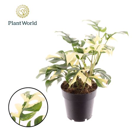 Rhaphidophora Tetrasperma Variegata 14