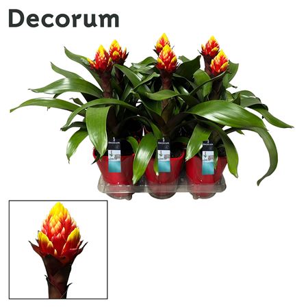 Guzmania Crown Luxe Ceramic (decorum)